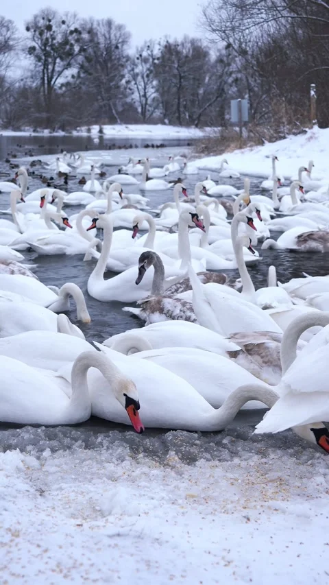 A large flock of wild swans and ducks swim in the river, eating and playing. Win Stock Footage 326324859