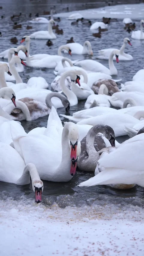 A large flock of wild swans and ducks swim in the river, eating and playing. Win Stock Footage 326324861