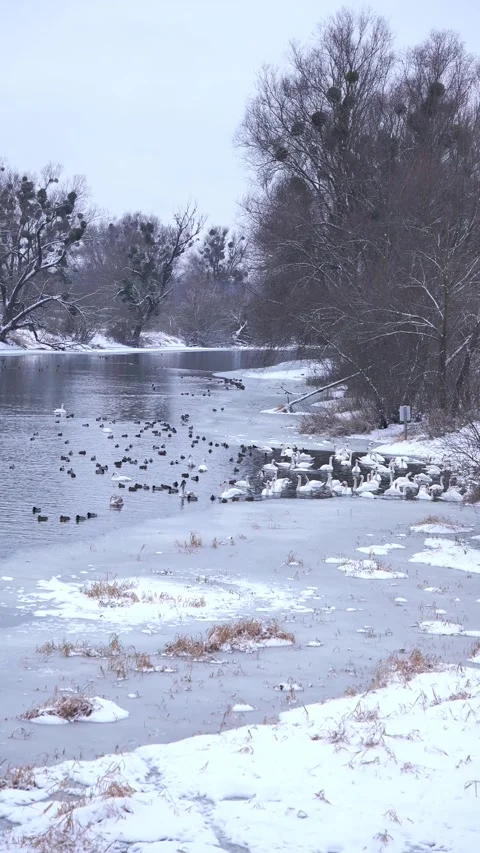 A large flock of wild swans and ducks swim in the river, eating and playing. Win Stock Footage 326324914