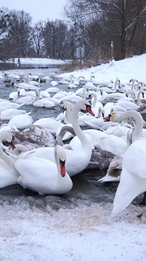 A large flock of wild swans and ducks swim in the river, eating and playing. Win Stock Footage 326324974