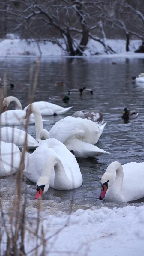 A large flock of wild swans and ducks swim in the river, eating and playing. Win Stock Footage 326325019