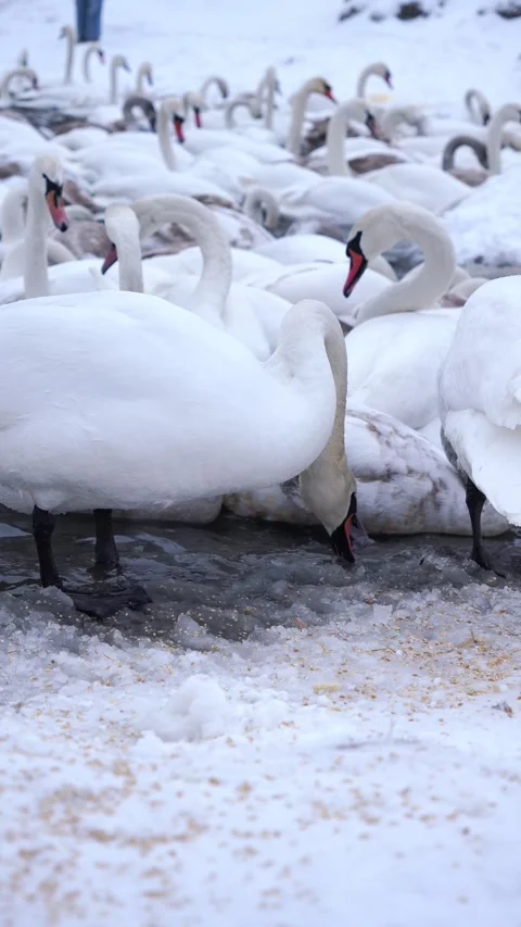 A large flock of wild swans and ducks swim in the river, eating and playing. Win Stock Footage 326325023