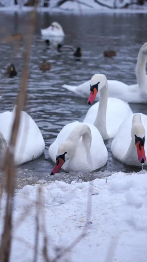 A large flock of wild swans and ducks swim in the river, eating and playing. Win Stock Footage 326325048