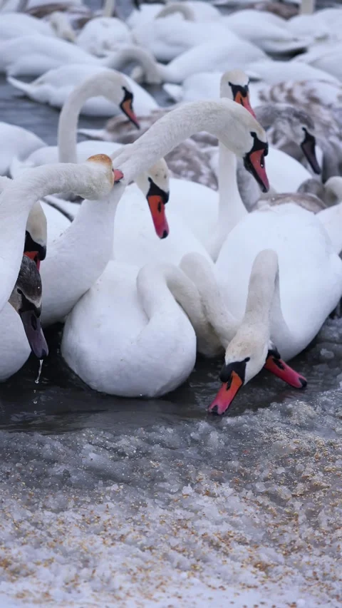 A large flock of wild swans and ducks swim in the river, eating and playing. Win Stock Footage 326325049