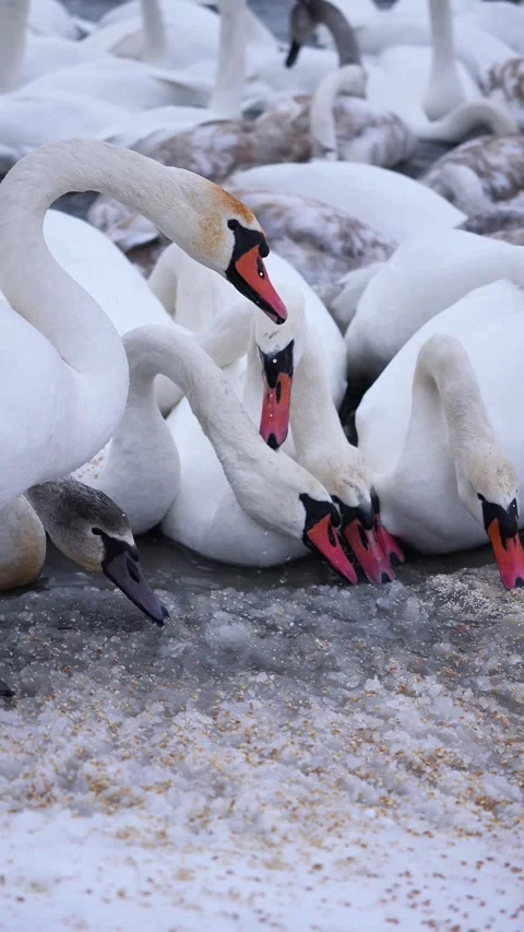 A large flock of wild swans and ducks swim in the river, eating and playing. Win Stock Footage 326325057