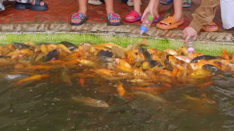Large flock of yellow koi carp actively attack a bottle with fish food Stock Footage 303172050