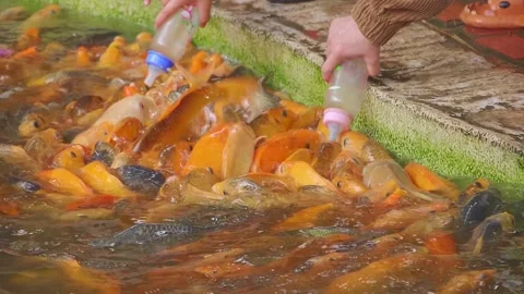 Large flock of yellow koi carp actively attack a bottle with fish food Stock Footage 303176581