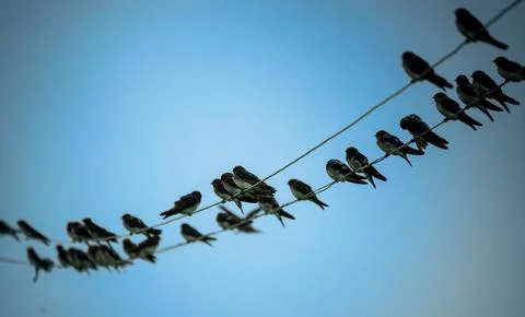 Large flocks are seen closely-packed on electric wires Stock Photos