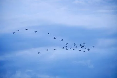 Large flocks of migratory birds. Migratory birds flying in the blue sky. Stock Photos