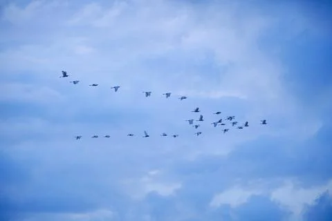 Large flocks of migratory birds. Migratory birds flying in the blue sky. Stock Photos