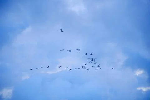 Large flocks of migratory birds. Migratory birds flying in the blue sky. Stock Photos