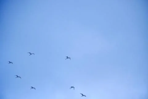 Large flocks of migratory birds. Migratory birds flying in the blue sky. Stock Photos