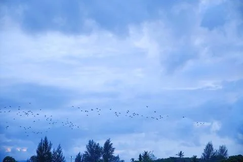 Large flocks of migratory birds. Migratory birds flying in the blue sky. Stock Photos