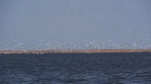 The large flocks of swans and geese fly over the surface of the water. Stock Footage 103306554