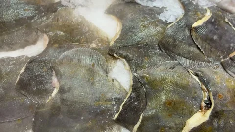 Large flounder and small young tuna, whole, with the head, chilled on shallow Stock Footage 316462229