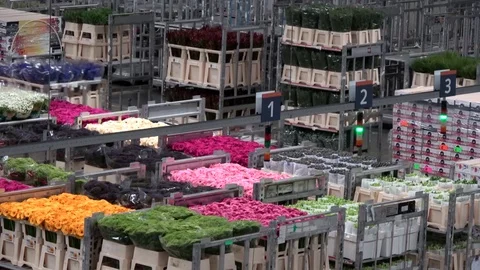 Large flower auction distribution center closee to racks moving 4k Stock Footage 77209488