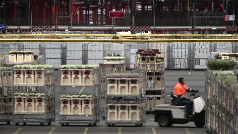 Large flower auction distribution center karts pulling racks 4k Stock Footage 77213682
