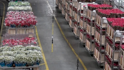 Large flower auction distribution center racks with colored flowers 4k Stock Footage 77821289