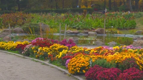 A large flower bed with chrysanthemums of different varieties. beautiful large Stock Footage 82277478