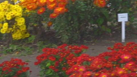 A large flower bed with chrysanthemums of different varieties. beautiful large Stock Footage 82277662