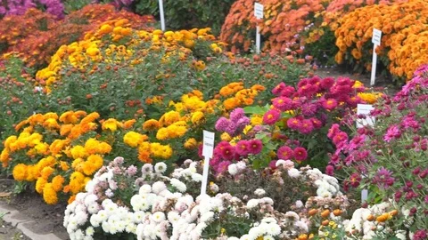 A large flower bed with chrysanthemums of different varieties. beautiful large Stock Footage 82279293