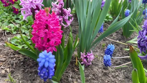 Large flower bed with multi-colored hyacinths Stock Footage 196092390