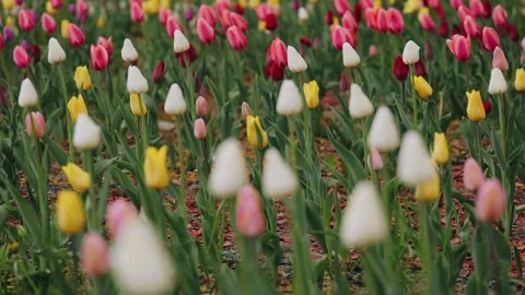 A large flower bed in the park is lined with colorful tulips Stock Footage 317787397