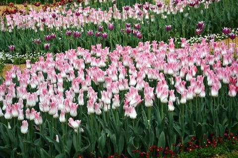 A large flower bed with rows of tulips of different varieties and colors Foto stock