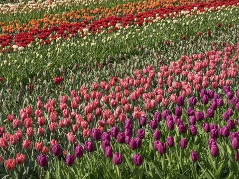 Large flower bed with tulips in different colours forming a colourful pattern, 写真素材