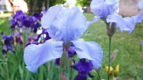 Large flower of blue iris in a flower bed in the garden Stock Footage 198463458