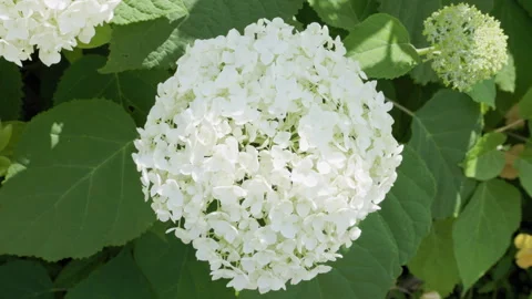 Large Flower Cluster of White Delicate Annabelle : Hydrangea Arborescens | Japan Stock Footage 321183099