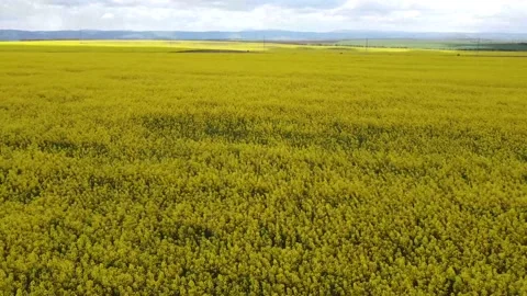 Large flower fields of yellow canola against the backdrop of rocky mountains Stock Footage 159897250