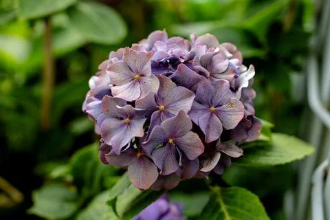 Large flower of a hydrangea Stock Photos