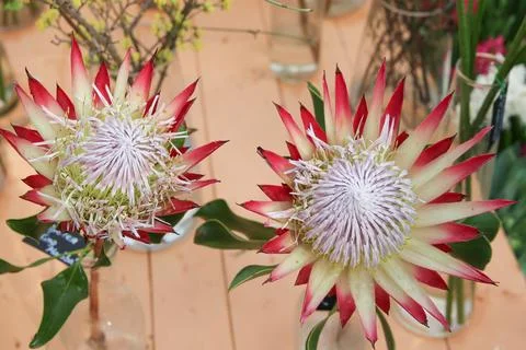 The large flower of the King Protea (Protea Cynaroides), raised in green house Stock Photos