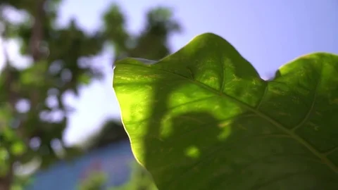 A large flower leaf exposed to sunlight 스톡 동영상 79867615