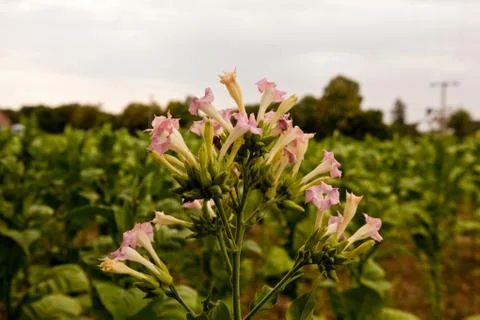 A large flower Stock Photos