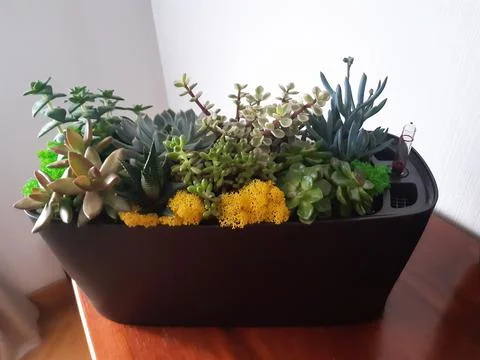 Large flower pot with different types and shapes of indoor plants Stock Photos