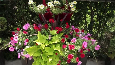Large flower pot with pink red and white flowers above in another pot, on cement Stock Footage 247749447