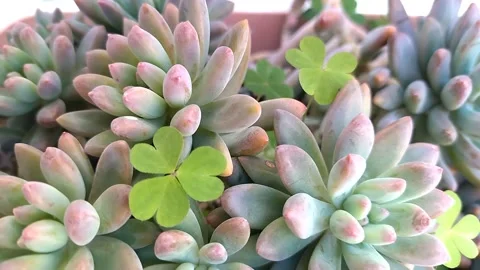 Large flower pot on the window. Cactus family Video stock 306575924