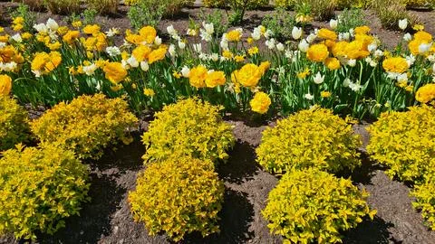 Large flowerbed by the road of multi-colored tulips and small decorative be.. Stock Photos