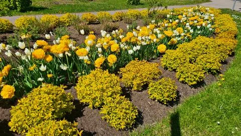 Large flowerbed by the road of multi-colored tulips and small decorative be.. Stock Photos