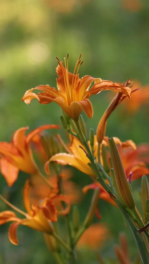 Large-flowered daylily 库存影片 343331202