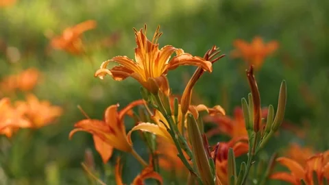 Large-flowered daylily Stock Footage 343331203
