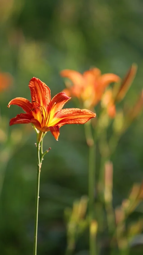 Large-flowered daylily Stock Footage 343331205