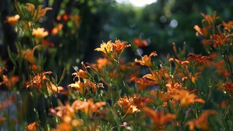 Large-flowered daylily Video stock 343331235