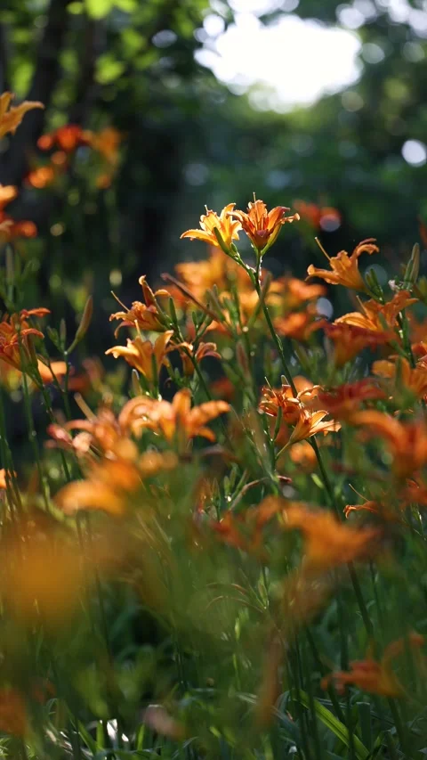 Large-flowered daylily Video stock 343331236