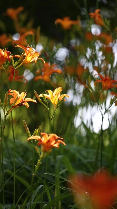 Large-flowered daylily Stock-Footage 343331754