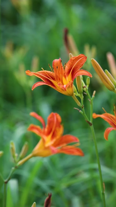 Large-flowered daylily Video stock 343334422