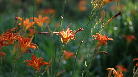 Large-flowered daylily Stock Footage 343334546