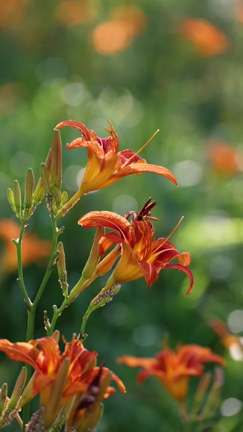 Large-flowered daylily Stock Footage 343334638